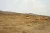 Noman Royal City