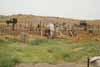 Noman Royal Villas