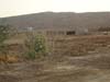Noman Royal City